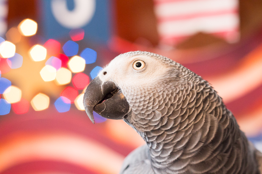 Happy 4th of&nbsp;July!