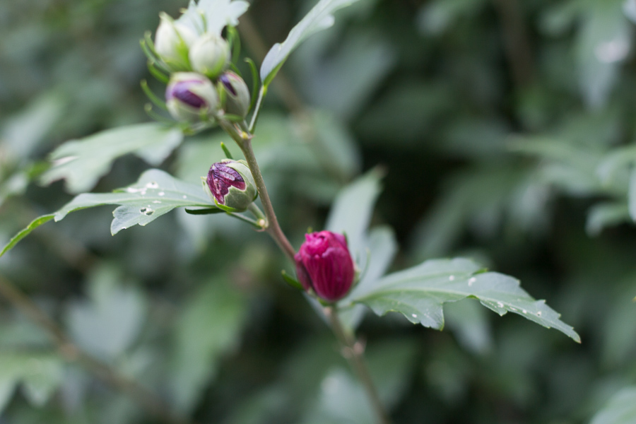 rose of sharon | JM Creates