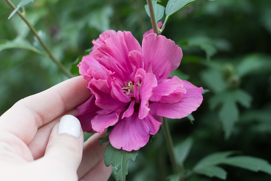 rose of sharon | JM Creates