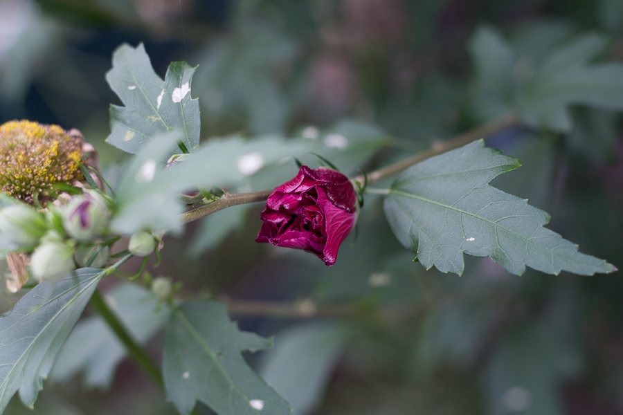 rose of sharon | JM Creates