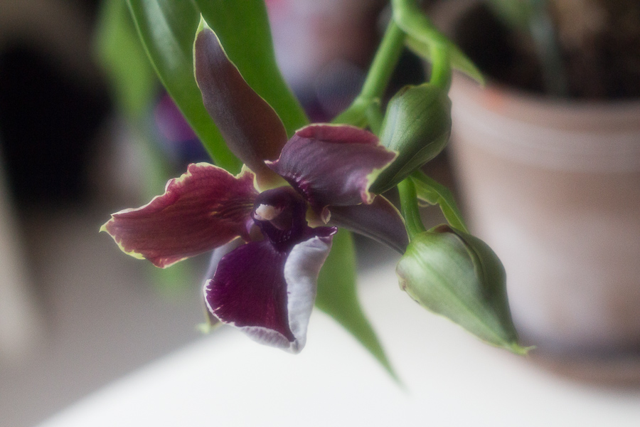 Orchid | Summer 2017 | JM Creates