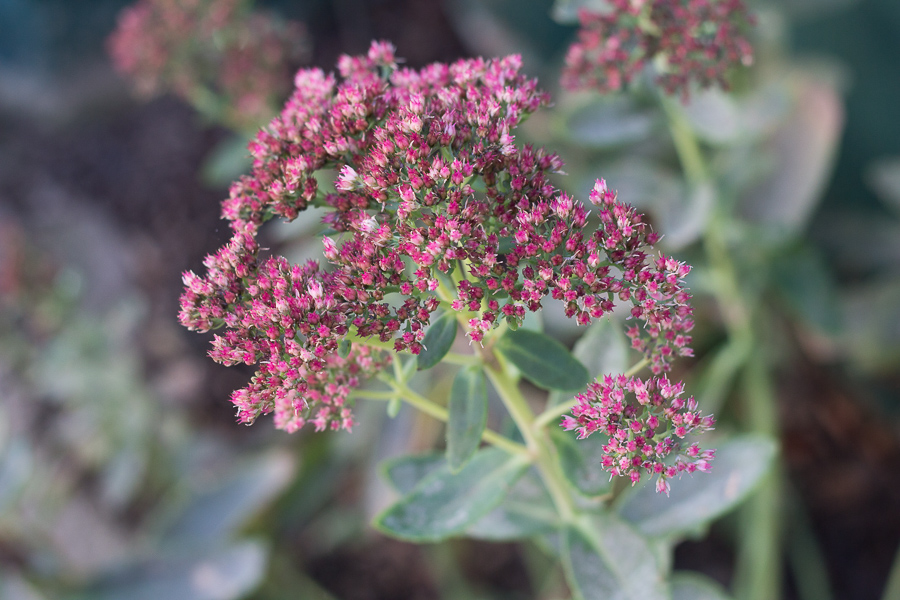 Photography by Jennifer Manis | JM Creates Blog