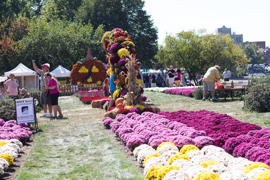 2017 Barberton Mum Festival | JM Creates