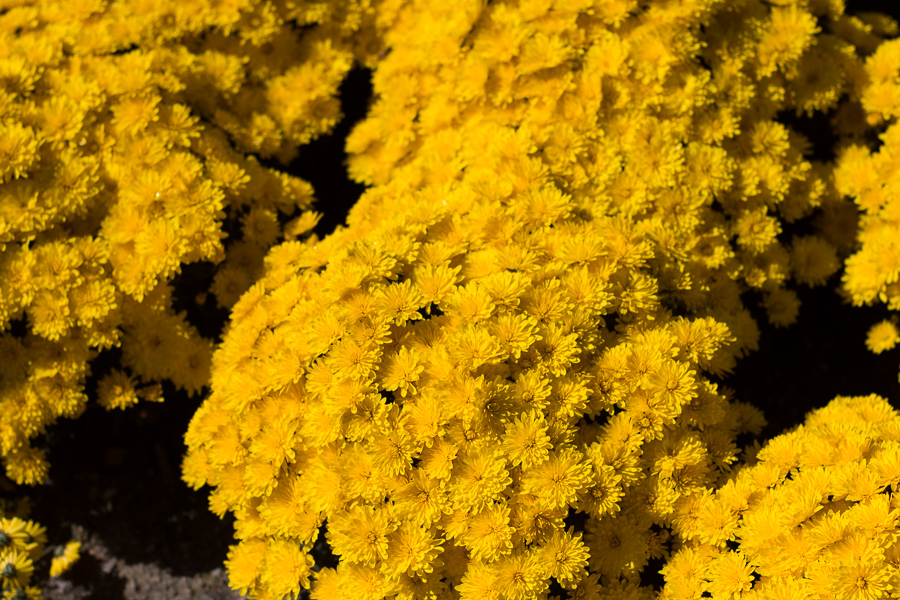 2017 Barberton Mum Festival | JM Creates