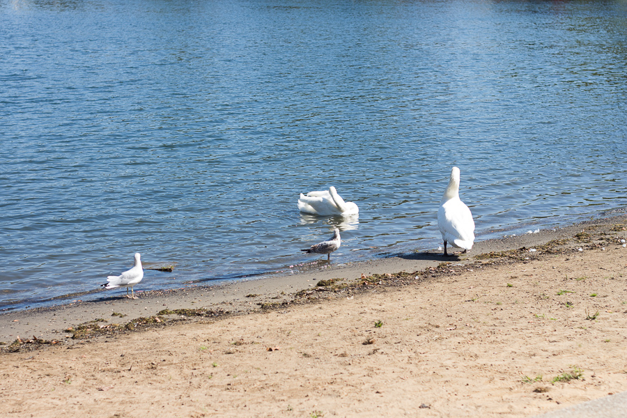 2017 Barberton Mum Festival | JM Creates