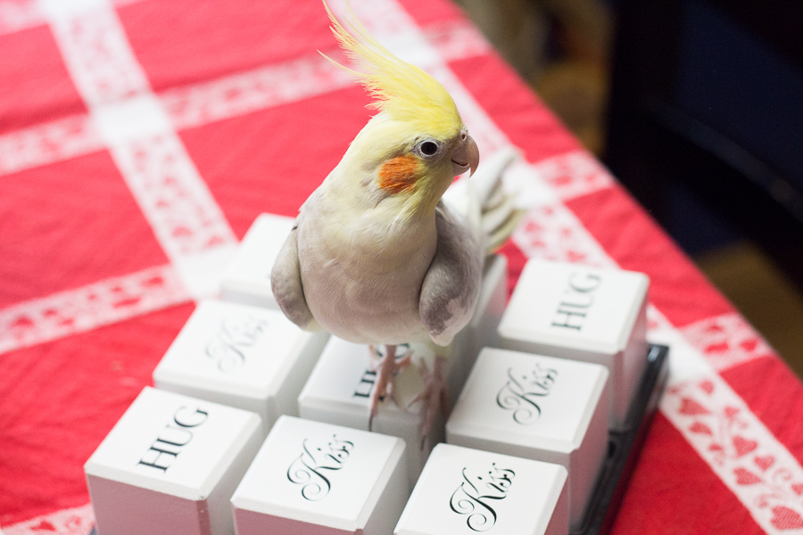 Valentine's Day 2018 | JM Creates Blog