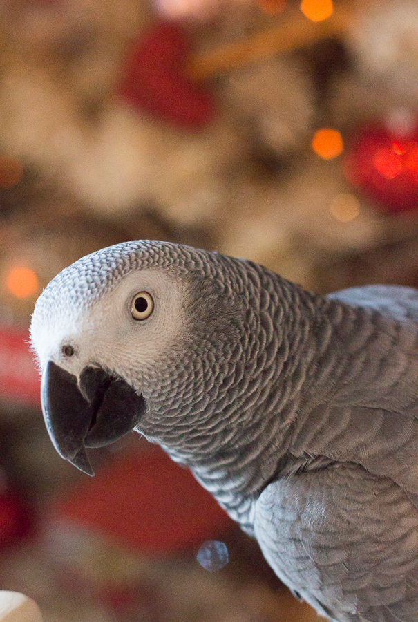 Valentine's Day 2018 | JM Creates Blog