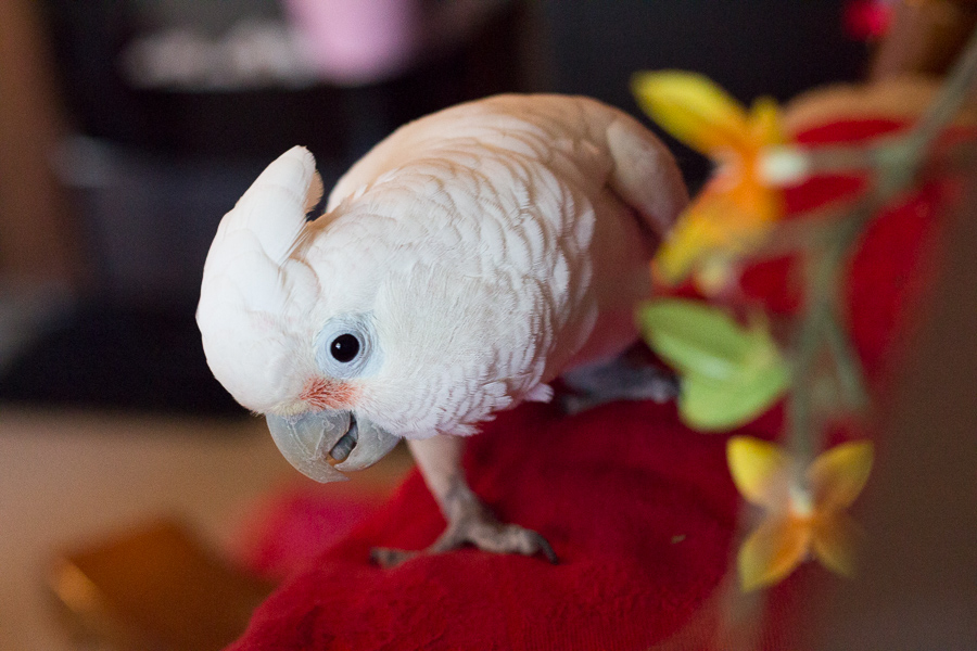 Valentine's Day 2018 | JM Creates Blog