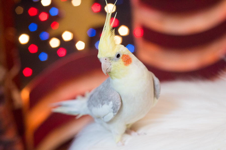 Early Summer in Photos | Created by Jen Blog