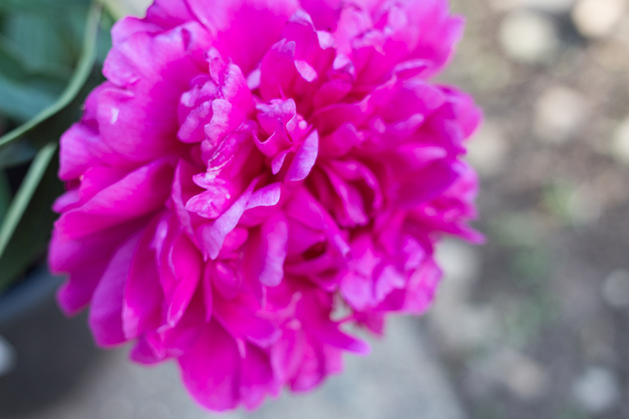 Early Summer in Photos | Created by Jen Blog