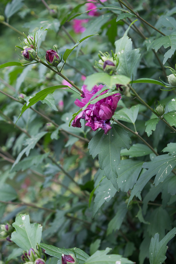 July in Photos | Created By Jen Blog