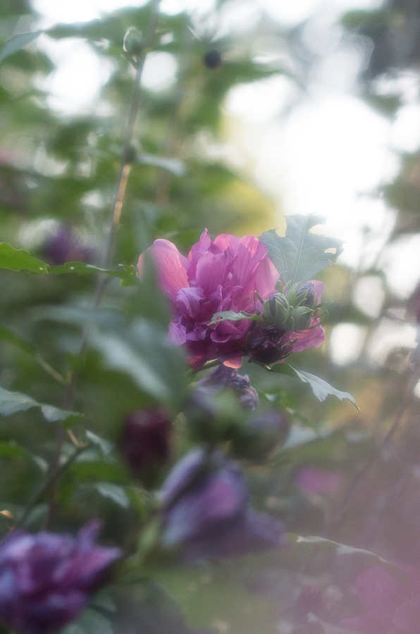 Floral Photography | Created by Jen Blog