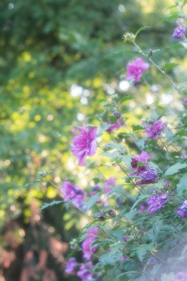 Floral Photography | Created by Jen Blog