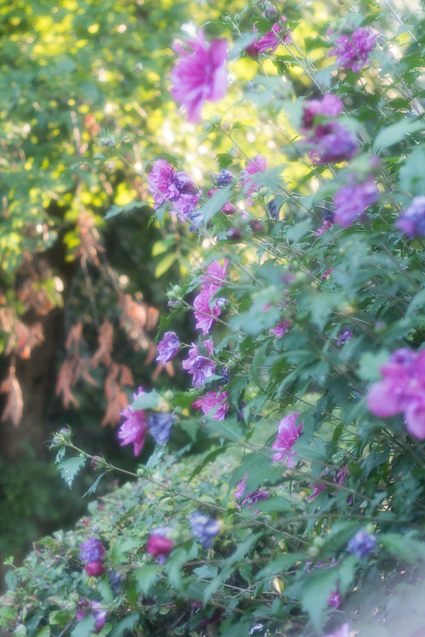 Floral Photography | Created by Jen Blog