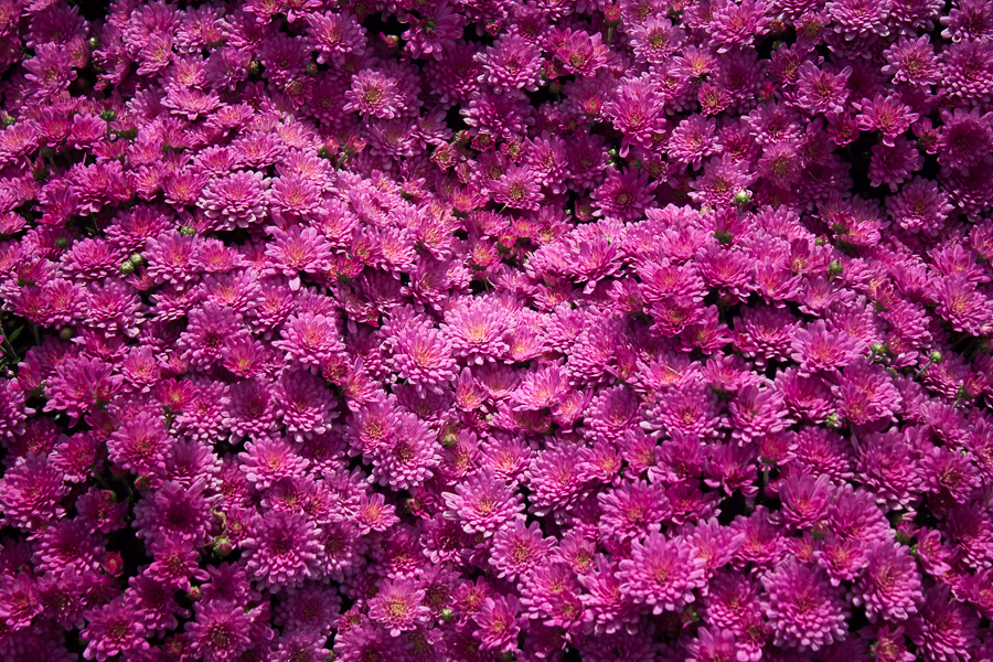 Fall Favorite | Mum&nbsp;Fest