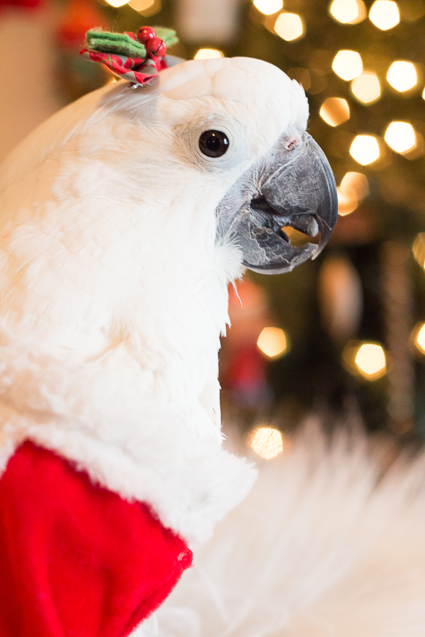 Fave Holiday Decor 2018 | Created by Jen Blog