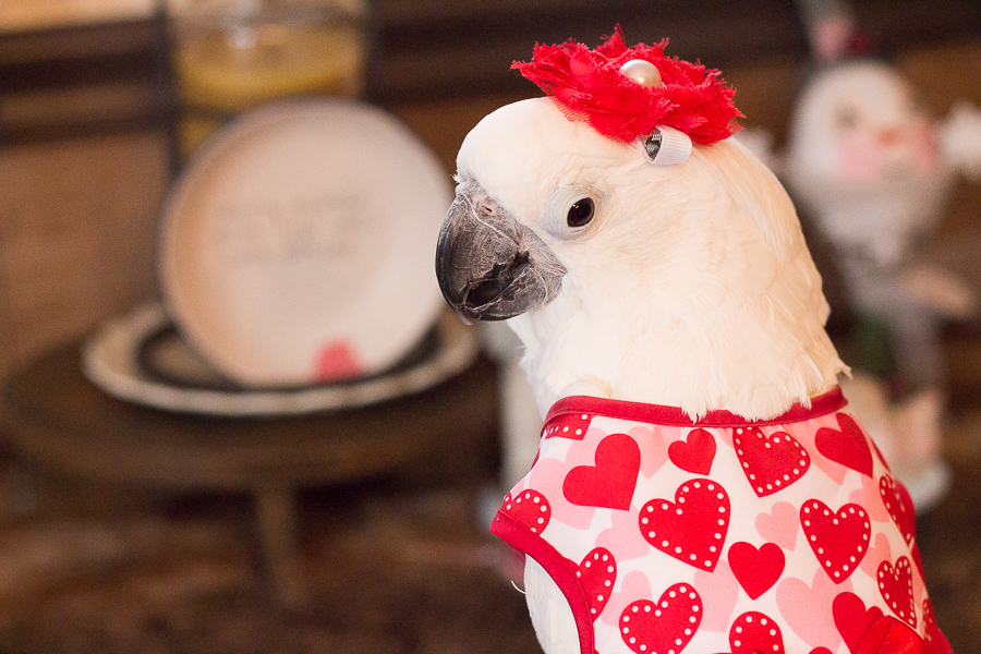 Valentine's Day Decor | Created by Jen Blog