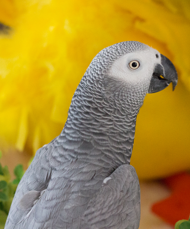 Spring Fever | Created by Jen Blog