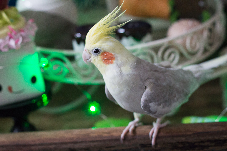 Spring Fever | Created by Jen Blog