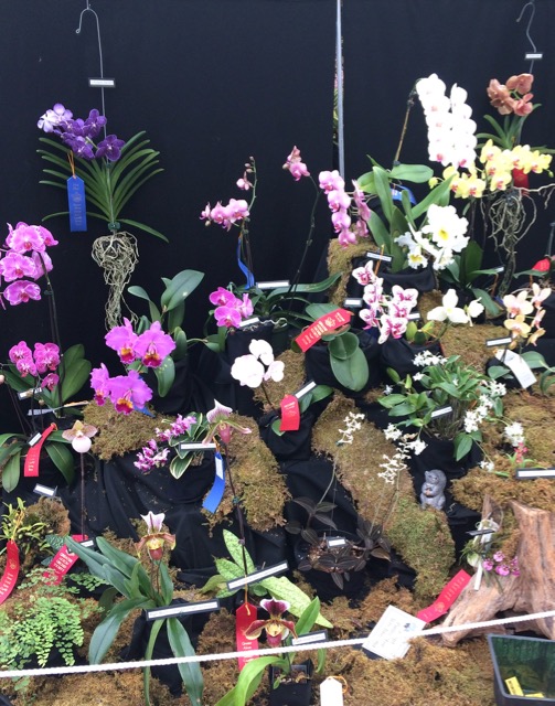 Spring Orchid Show | Created by Jen Blog