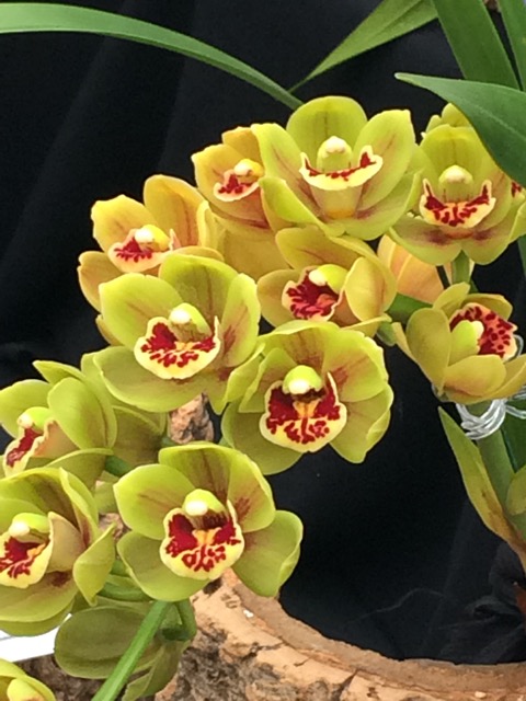 Spring Orchid Show | Created by Jen Blog