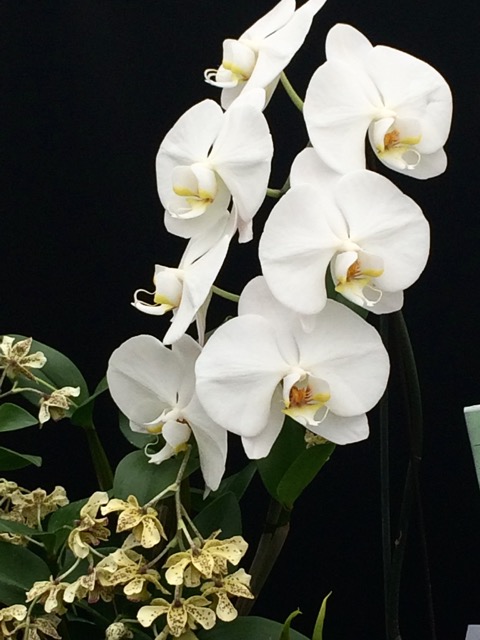Spring Orchid Show