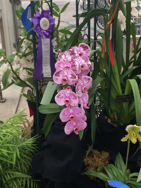 Spring Orchid Show | Created by Jen Blog