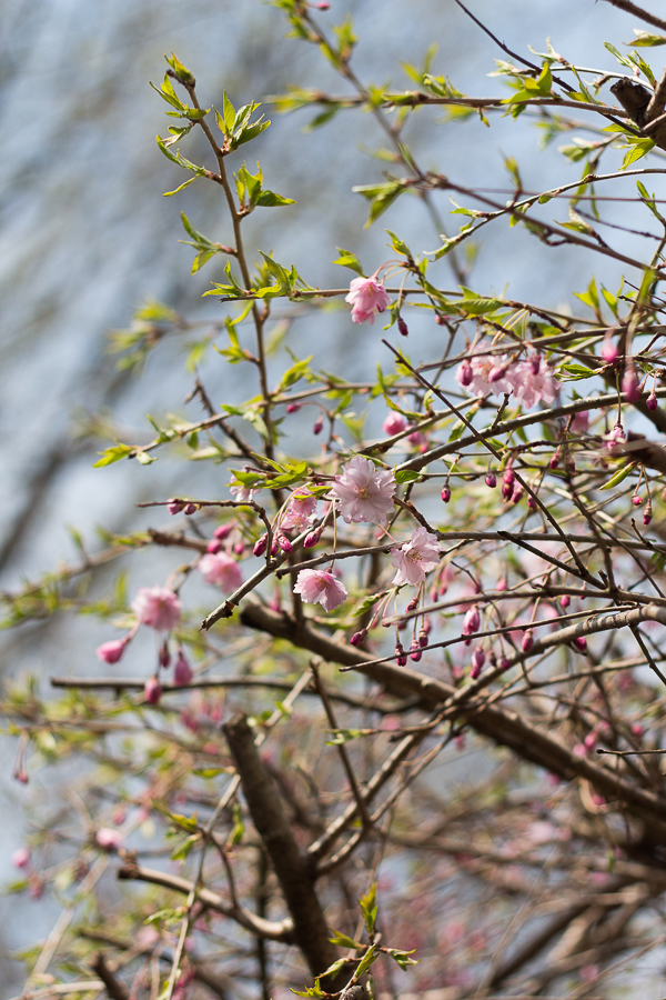 Cherry Blossoms | Created by Jen Blog