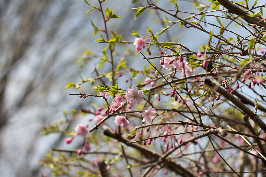 Cherry Blossoms | Created by Jen Blog