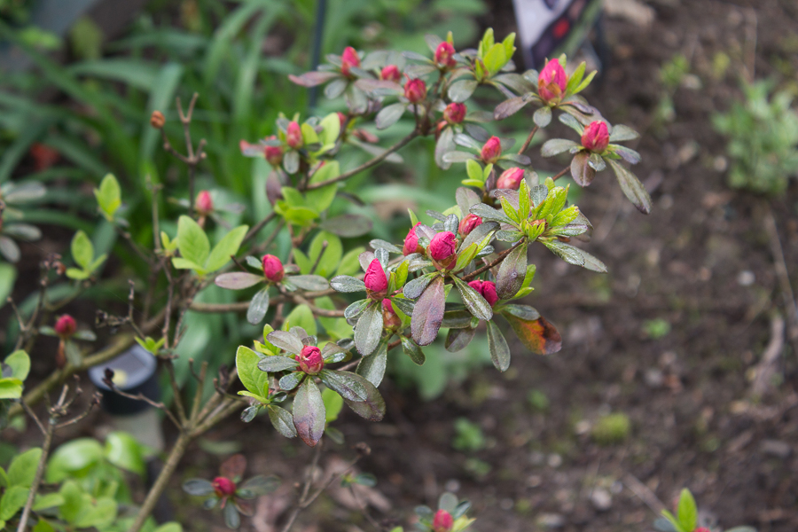 May Flowers | Created by Jen Blog