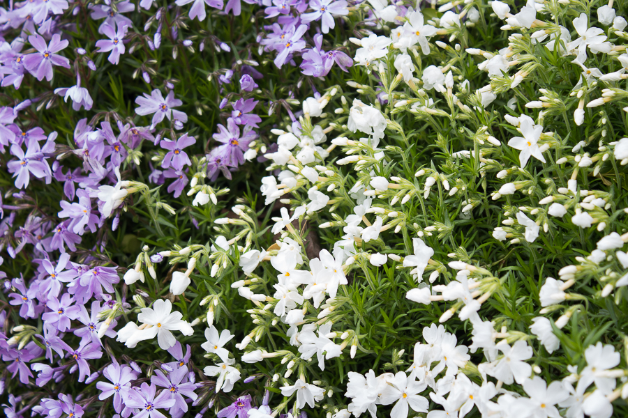 May Flowers | Created by Jen Blog