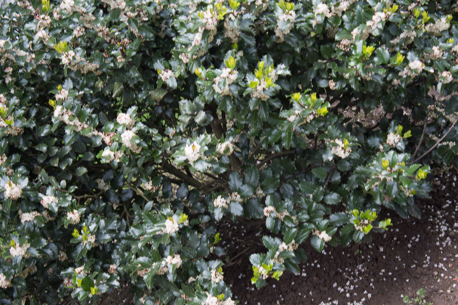 May Flowers | Created by Jen Blog