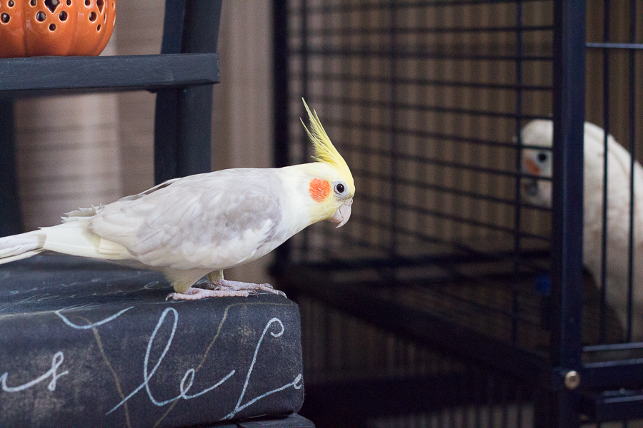 End of Summer Photos