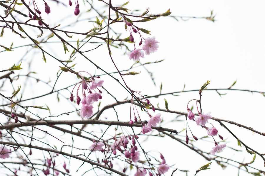 Spring Blossoms | Created by Jen Blog