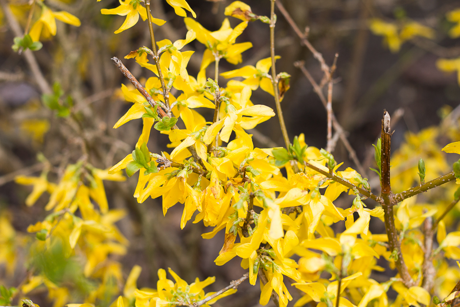 Spring Blossoms | Created by Jen Blog