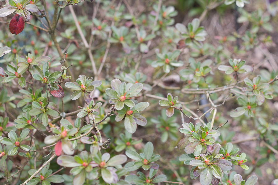 Spring Blossoms | Created by Jen Blog