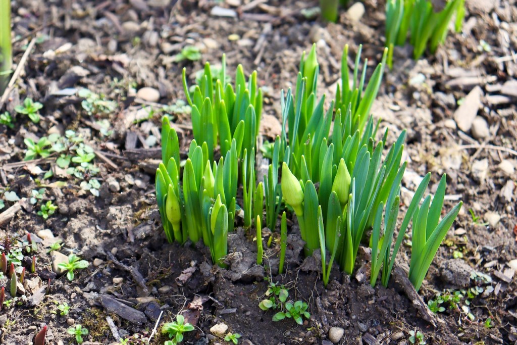 Signs of Spring&nbsp;🌷