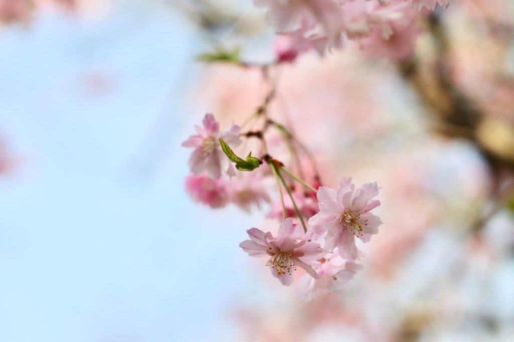 Cherry Blossoms 2021&nbsp;🌸