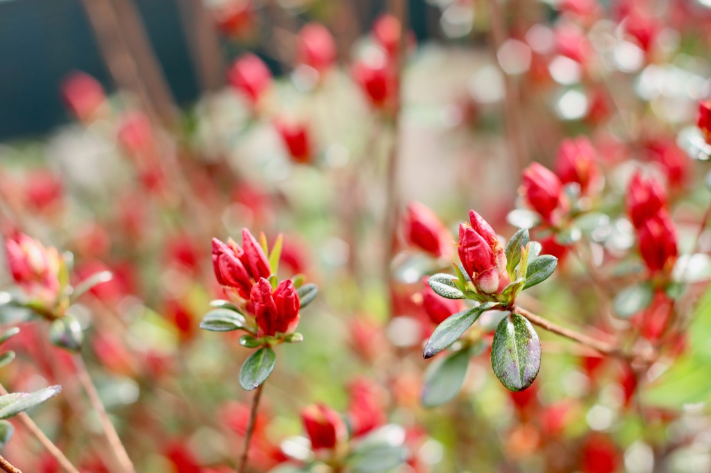 Spring Azaleas