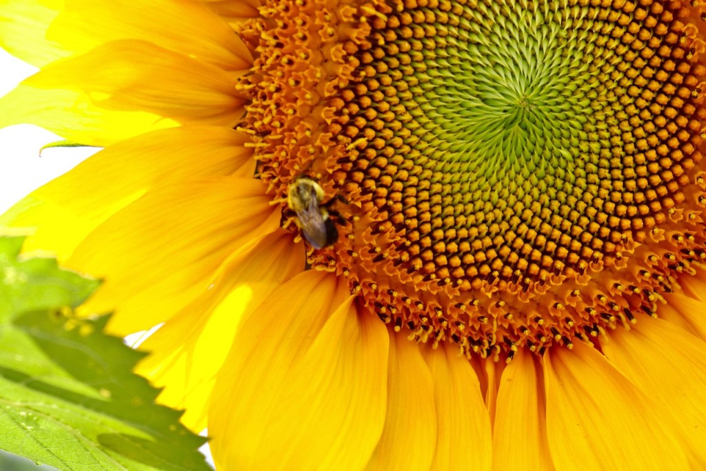 Among the Sunflowers