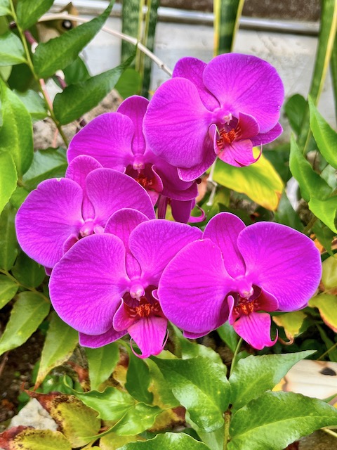 Rockefeller Greenhouse |&nbsp;Cle