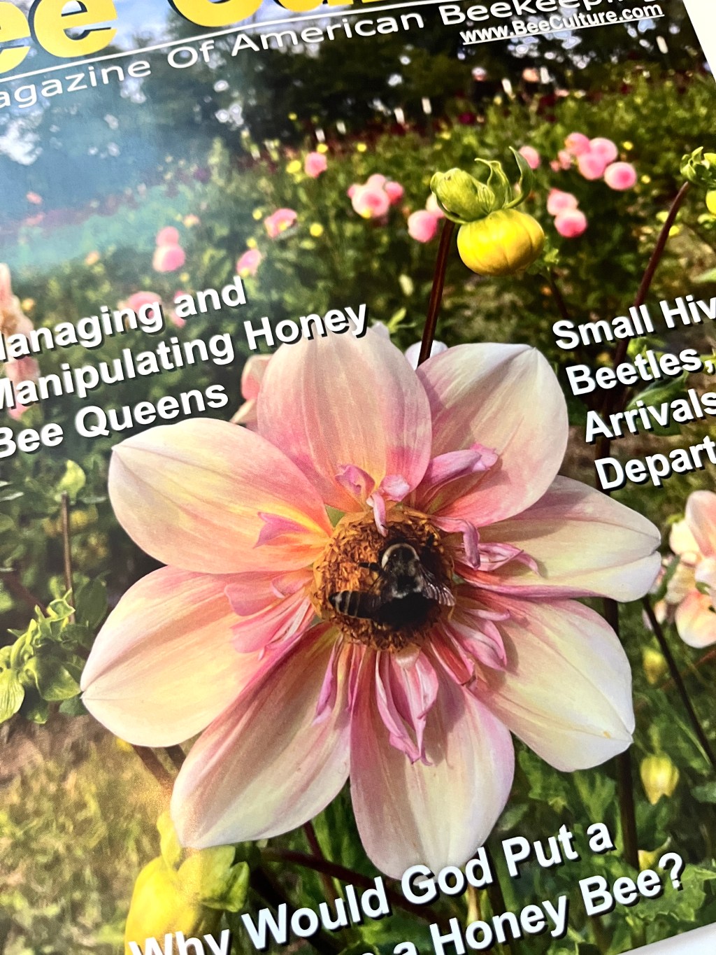 Cover of Bee Culture Magazine | July&nbsp;2025